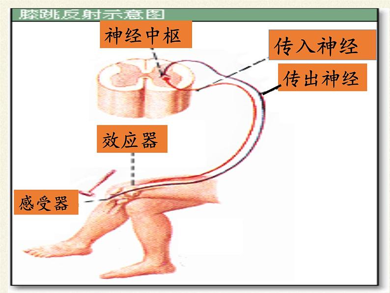 北师大版生物七年级下册 第12章 第1节 神经系统与神经调节(10)（课件）06