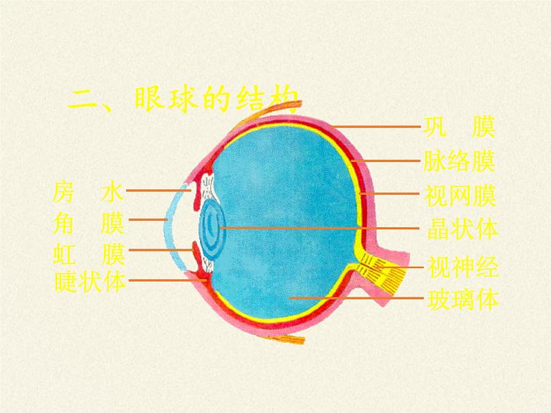 北师大版生物七年级下册 第12章 第2节 感受器和感觉器官(13)（课件）第5页