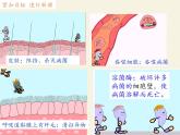北师大版生物七年级下册 第13章 第3节 人体免疫(17)（课件）