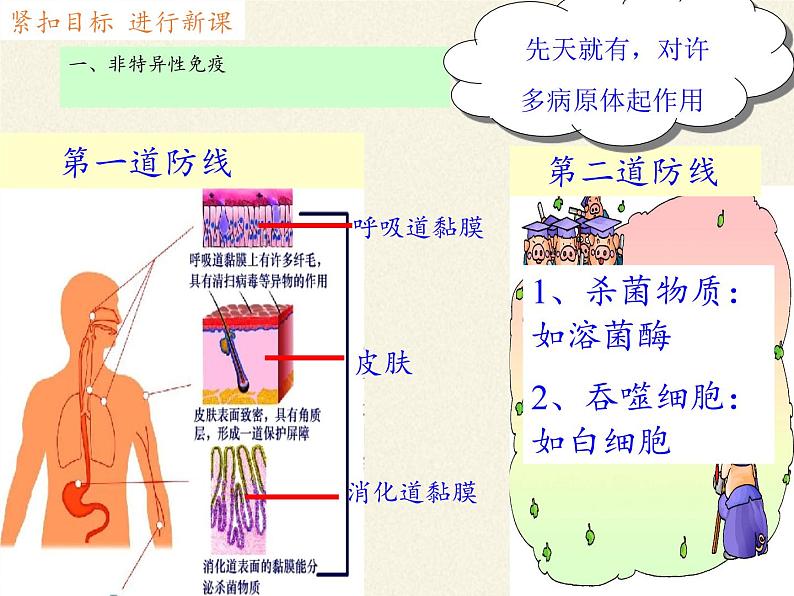 北师大版生物七年级下册 第13章 第3节 人体免疫(17)（课件）第5页