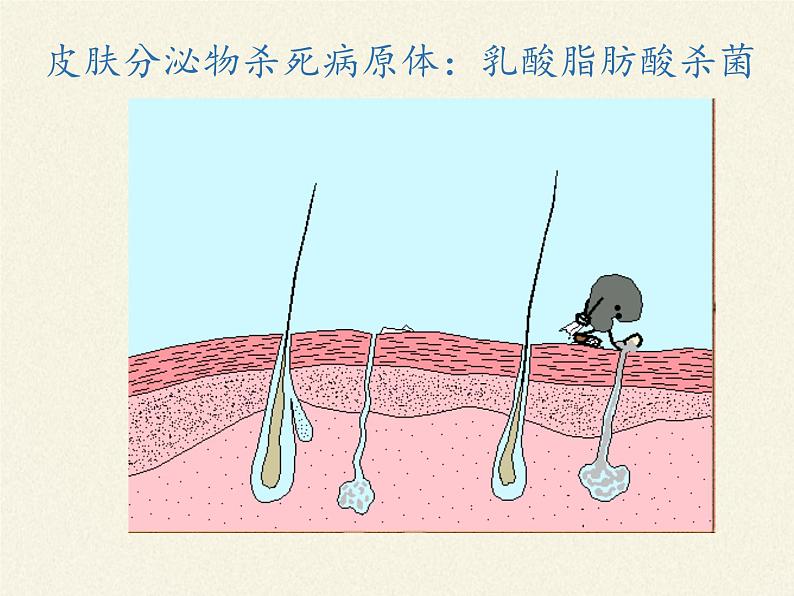 北师大版生物七年级下册 第13章 第3节 人体免疫(14)（课件）05