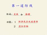 北师大版生物七年级下册 第13章 第3节 人体免疫(19)（课件）