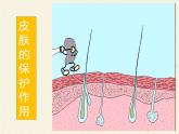 北师大版生物七年级下册 第13章 第3节 人体免疫(19)（课件）