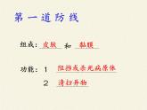 北师大版生物七年级下册 第13章 第3节 人体免疫(22)（课件）
