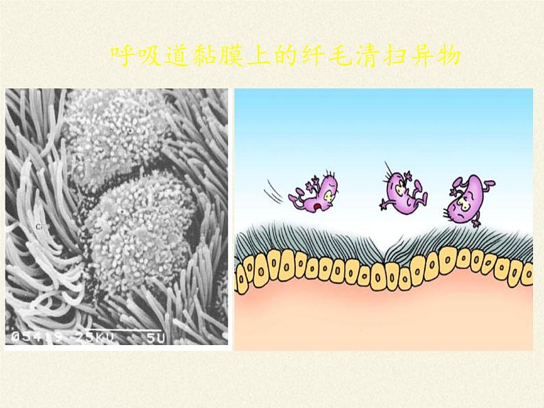 北师大版生物七年级下册 第13章 第3节 人体免疫(22)（课件）第7页