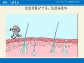 北师大版生物七年级下册 第13章 第3节 人体免疫(3)（课件）