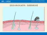 北师大版生物七年级下册 第13章 第3节 人体免疫(3)（课件）
