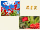 北师大版生物七年级下册 第13章 第1节 健康及其条件(12)（课件）