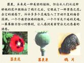北师大版生物七年级下册 第13章 第1节 健康及其条件(12)（课件）
