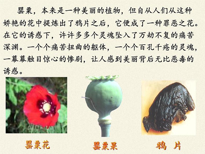 北师大版生物七年级下册 第13章 第1节 健康及其条件(12)（课件）第3页