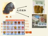 北师大版生物七年级下册 第13章 第1节 健康及其条件(12)（课件）