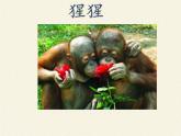 北师大版生物七年级下册 第13章 第4节 当代主要疾病和预防(8)（课件）