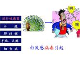 北师大版生物七年级下册 第13章 第2节 预防传染病(2)（课件）