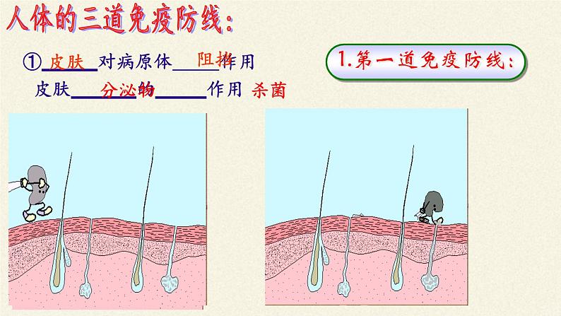 北师大版生物七年级下册 第13章 第3节 人体免疫(1)（课件）第5页