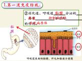 北师大版生物七年级下册 第13章 第3节 人体免疫(4)（课件）