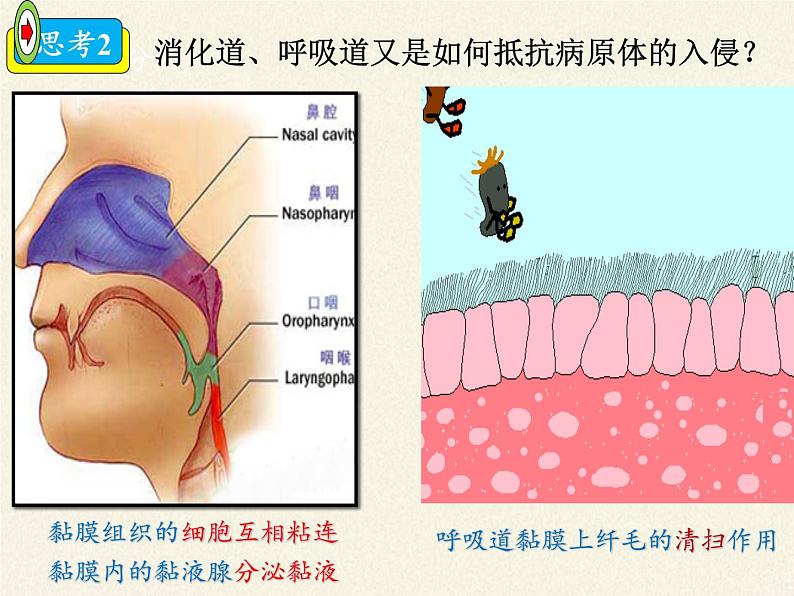 北师大版生物七年级下册 第13章 第3节 人体免疫(5)（课件）05