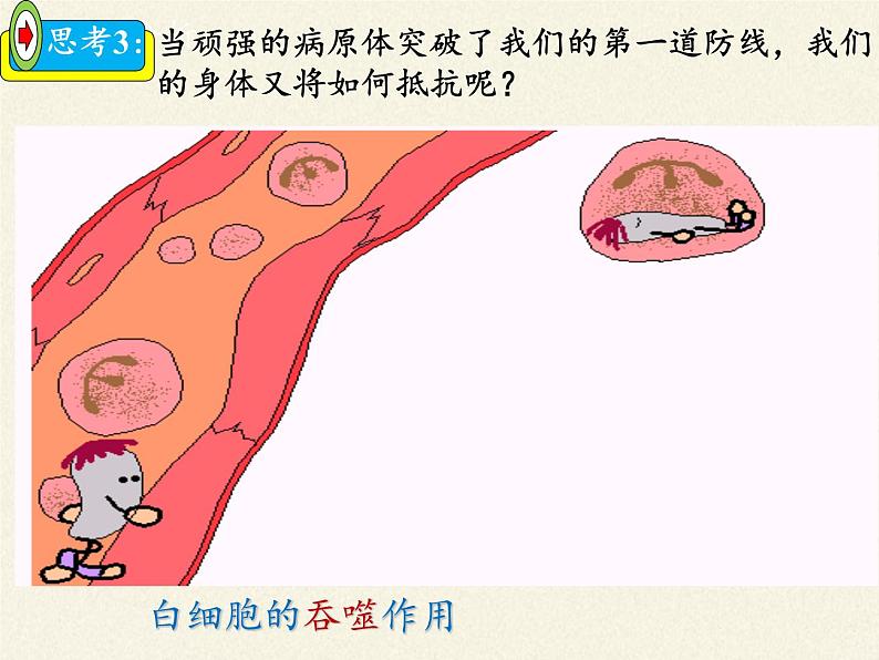 北师大版生物七年级下册 第13章 第3节 人体免疫(5)（课件）07