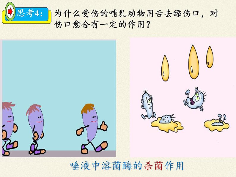 北师大版生物七年级下册 第13章 第3节 人体免疫(5)（课件）08