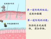 北师大版生物七年级下册 第13章 第3节 人体免疫(2)（课件）