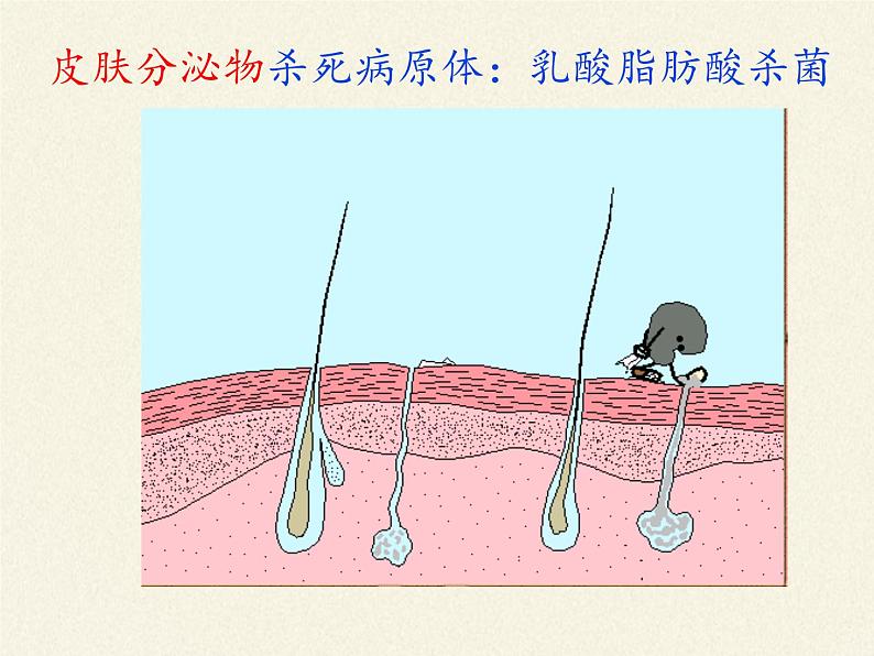 北师大版生物七年级下册 第13章 第3节 人体免疫（课件）06