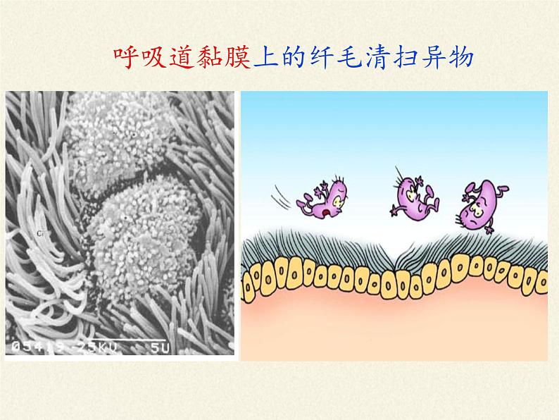 北师大版生物七年级下册 第13章 第3节 人体免疫（课件）07