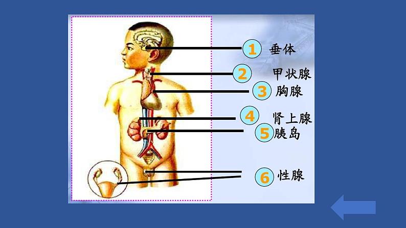 北师大版生物七年级下册 第13章 第1节 健康及其条件(14)（课件）第5页