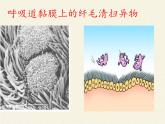 北师大版生物七年级下册 第13章 第3节 人体免疫(9)（课件）