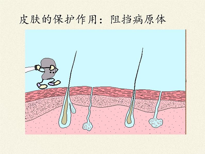 北师大版生物七年级下册 第13章 第3节 人体免疫(23)（课件）05