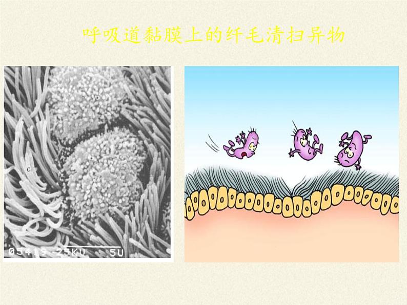北师大版生物七年级下册 第13章 第3节 人体免疫(23)（课件）07
