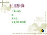 北师大版生物七年级下册 人体产生的代谢废物（课件）