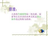 北师大版生物七年级下册 人体产生的代谢废物（课件）