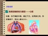 北师大版生物七年级下册 心脏与血液循环（课件）