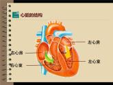 北师大版生物七年级下册 心脏与血液循环（课件）