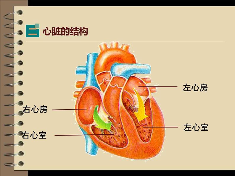 北师大版生物七年级下册 心脏与血液循环（课件）05