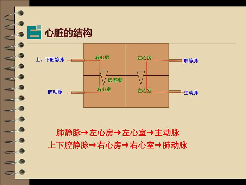 北师大版生物七年级下册 心脏与血液循环（课件）06