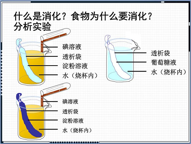 第8章 第2节 食物的消化和营养物质的吸收课件PPT第5页