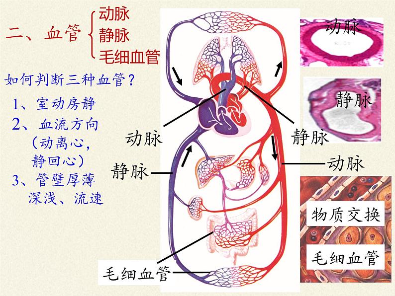 北师大版生物七年级下册 第九章 人体内的物质运输（课件）第5页