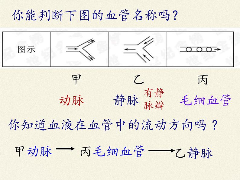 北师大版生物七年级下册 第九章 人体内的物质运输（课件）第6页