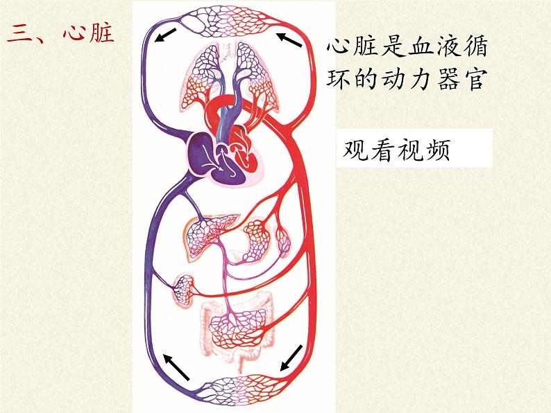 北师大版生物七年级下册 第九章 人体内的物质运输（课件）第8页