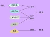 北师大版生物七年级下册 第11章 第2节 尿液的形成与排出（课件）