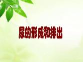 北师大版生物七年级下册 第11章 第2节 尿的形成和排出（课件）