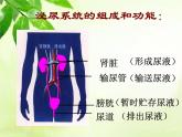 北师大版生物七年级下册 第11章 第2节 尿的形成和排出（课件）