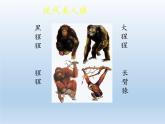 北师大版生物八年级下册 7.21.3 人类的起源与进化 课件