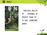 北师大版生物八年级下册 7.22.3 植物的主要类群 (2) 课件