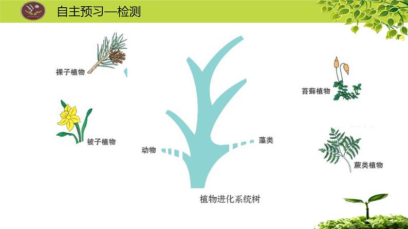 北师大版生物八年级下册 7.22.3 植物的主要类群 (2) 课件05