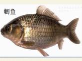 北师大版生物八年级下册 7.22.4 动物的主要类群(15) 课件