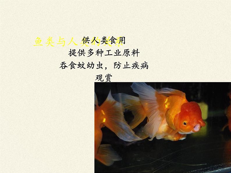 北师大版生物八年级下册 7.22.4 动物的主要类群(15) 课件第6页