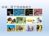 北师大版生物八年级下册 7.22.4 动物的主要类群(19) 课件