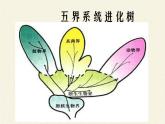 北师大版生物八年级下册 7.22.2 原生生物的主要类群 课件