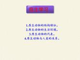 北师大版生物八年级下册 7.22.2 原生生物的主要类群 课件
